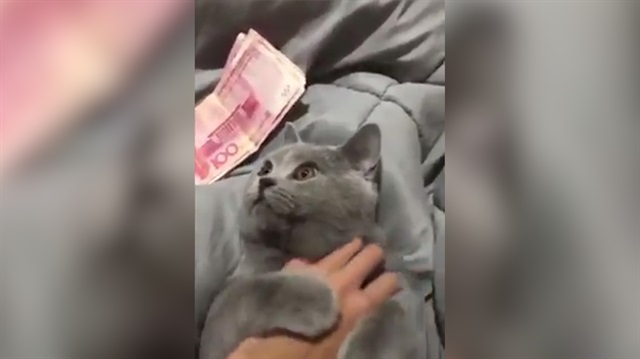 Bu kediyi sadece parayı veren sevebiliyor