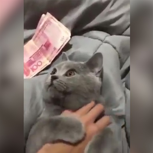 Bu kediyi sadece parayı veren sevebiliyor
