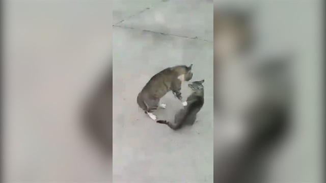 Kavga eden kedileri havlayarak ayıran adam