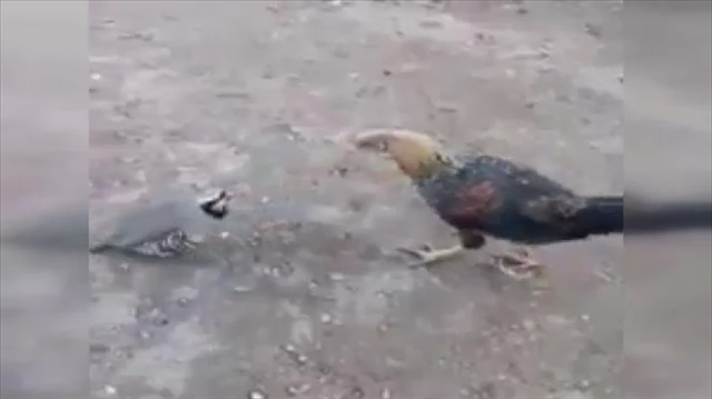 Horoza kafa tutan keklik görenleri şaşırttı