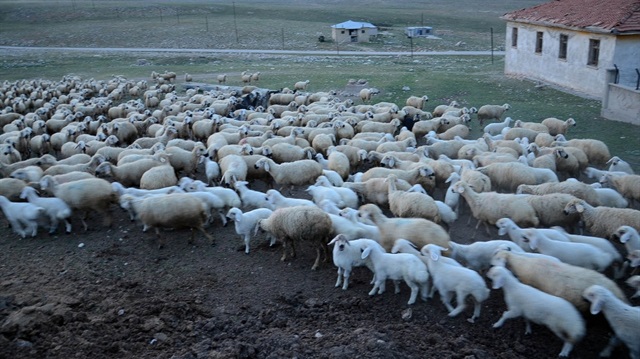 Kuzuların koyunlara kavuşma anı renkli görüntüler oluşturdu