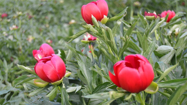 'Ayı Gülü' ve 'Kızıl Lale' diye adlandırılan 'Paeonia Officinalis'