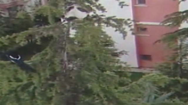 Anne karga yuvaya çıkan kediyi pişman etti