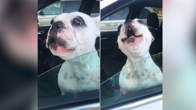 Uzun hava okuyan köpek sosyal medyayı sallıyor