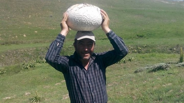 Şükrü Tutucu 3 ve 4 kiloluk dev mantarlar buldu.