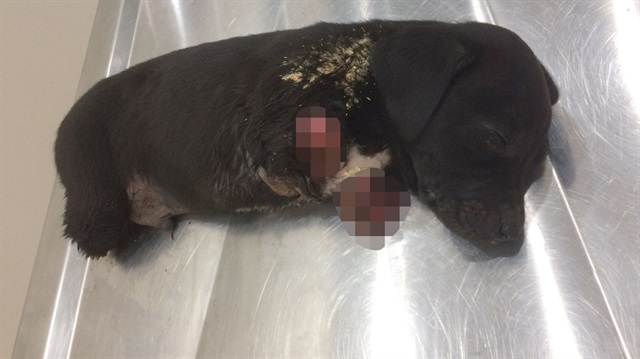 Sakarya'da patileri kesilen yavru köpek öldü.