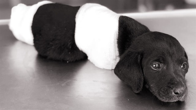 Bacakları kesilen yavru köpek ölmüştü.