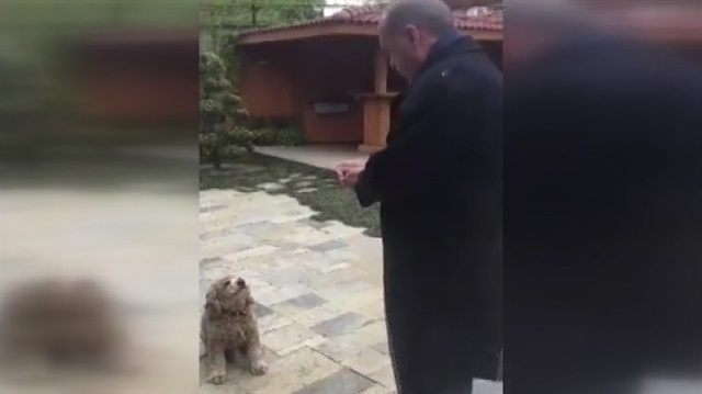 Cumhurbaşkanı Erdoğan sevimli köpeğe yiyecek verdi