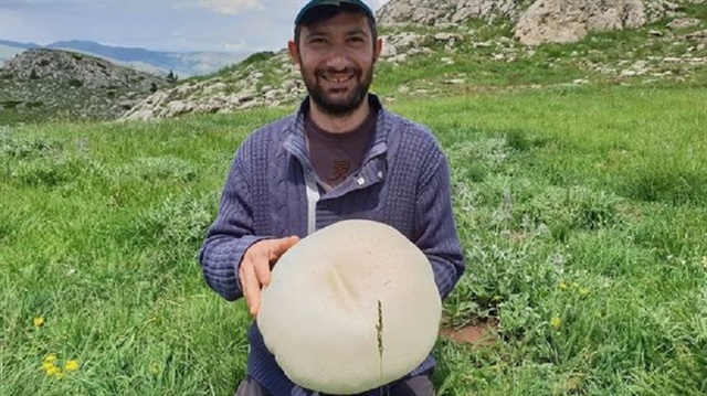 Gümüşhane'de görenleri şaşkına çeviren dev mantarlar
