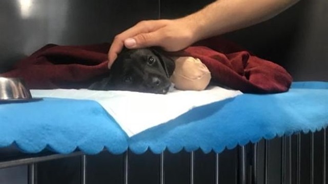 Sakarya'da, 4 bacağı kesilmiş halde bulunan yavru köpek, tüm müdahalelere rağmen kurtarılamamıştı.