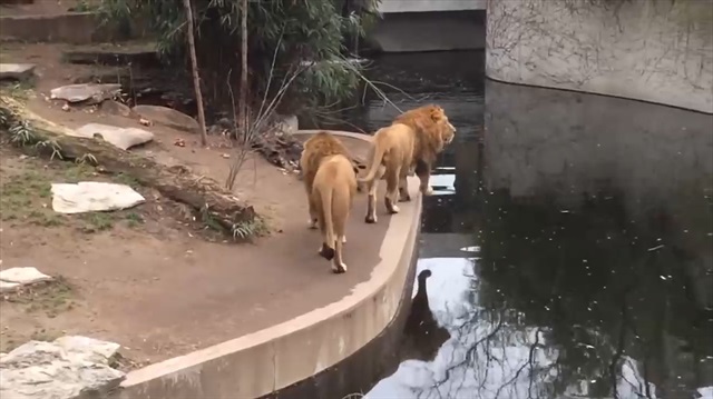 Ziyaretçilere bakarken suya düşen aslan