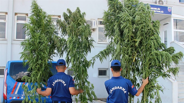Boyları 2 ile 4 metre arasında değişen 312 kök kenevir bitkisi ele geçirildi.