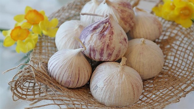 Tunceli sarımsağı