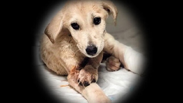 Mardin'de küçük köpek tüfekle vurulmuş halde bulundu