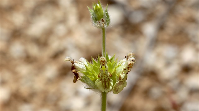 Stachys Bayburtensis" ile "Silene Bayburtensis" bitkilerine zarar verenlere 48 bin 625 lira para cezası verilecek.