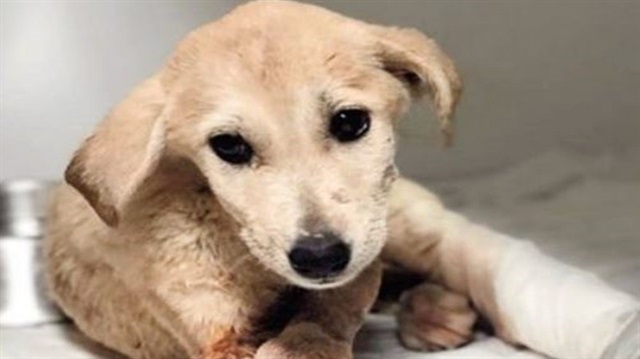 Mardin'de tüfekle ayaklarından vurulan yavru köpek yaralı halde bulunmuştu.