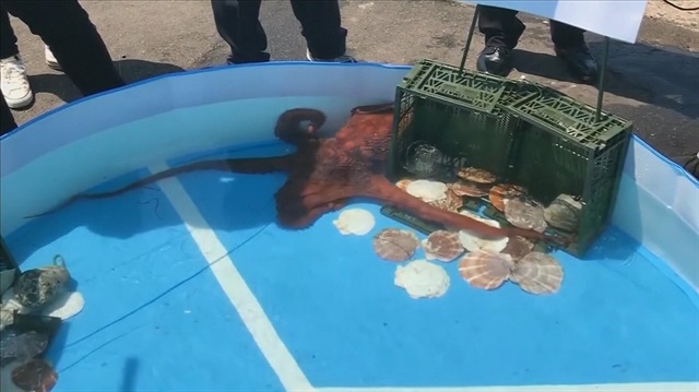 Japan's oracle octopus boiled and butchered