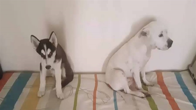 Utangaç köpekler sosyal medyayı salladı
