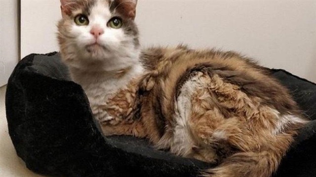 Lolipop isimli kedi, şu anda sahibinin evinin banyosunda karantinada.