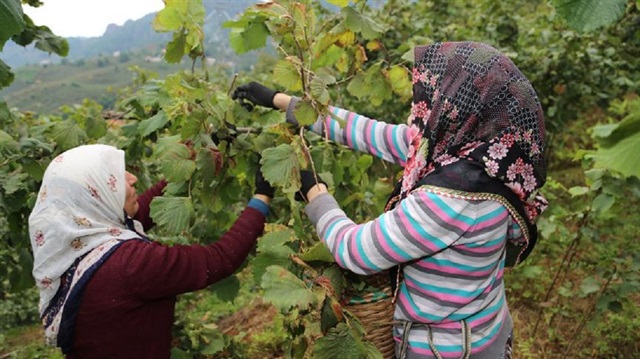 Fındık işçisinin günlük yevmiyesi belli oldu.