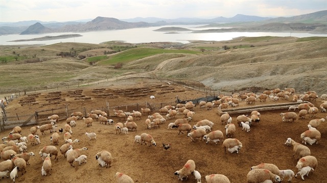 Kurbanlık fiyatları açıklandı.