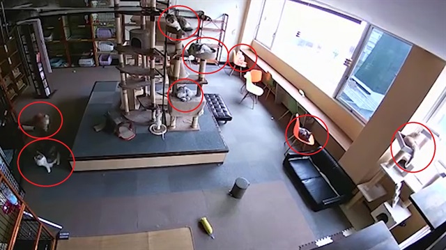 Kedilerin depremi önceden hissettikleri anlar büyük şaşkınlık yarattı