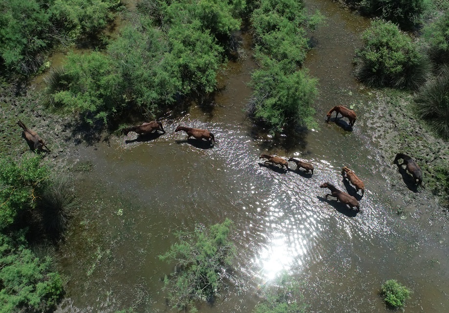في بورصة التركية.. خيول برية يصعب تصويرها! (صور) 2 في بورصة التركية.. خيول برية يصعب تصويرها! (صور) 1
