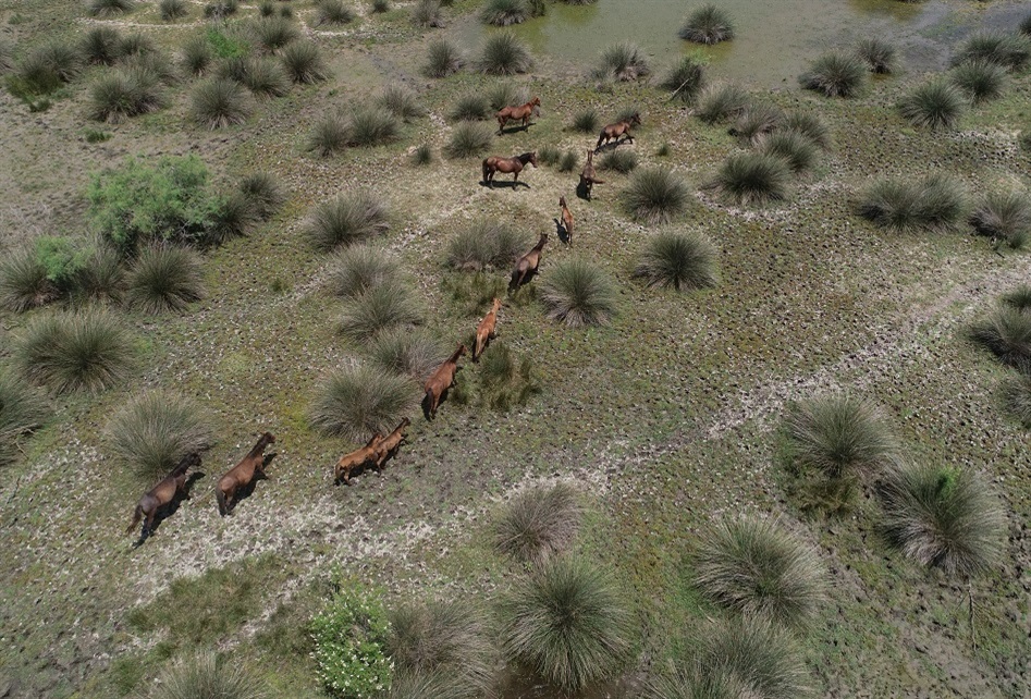 في بورصة التركية.. خيول برية يصعب تصويرها! (صور) 7 في بورصة التركية.. خيول برية يصعب تصويرها! (صور) 6