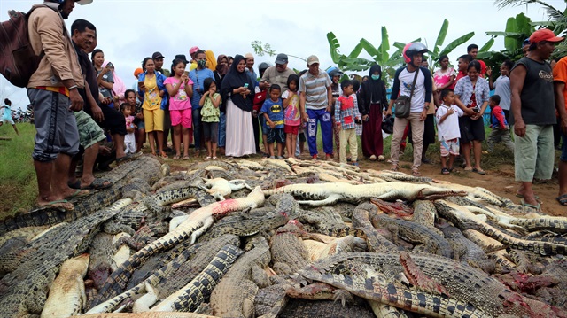 Local residents look at the carcasses of hundreds of crocodiles from a farm after they were killed by angry locals following the death of a man who was killed in a crocodile attack in Sorong regency, West Papua, Indonesia