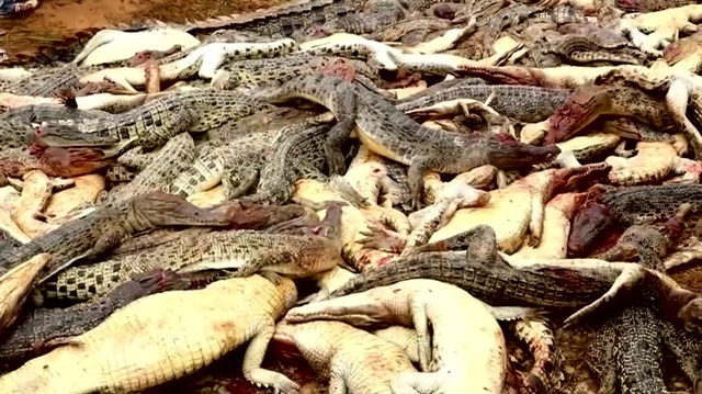 Indonesian villagers kill nearly 300 crocodiles in revenge attack