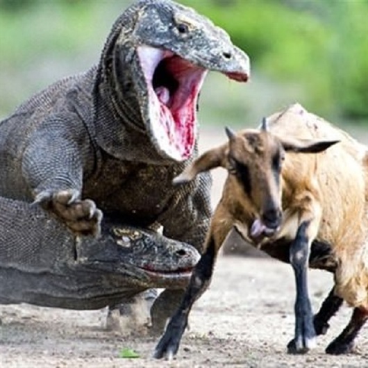 Komodo ejderinin avı nefes kesti
