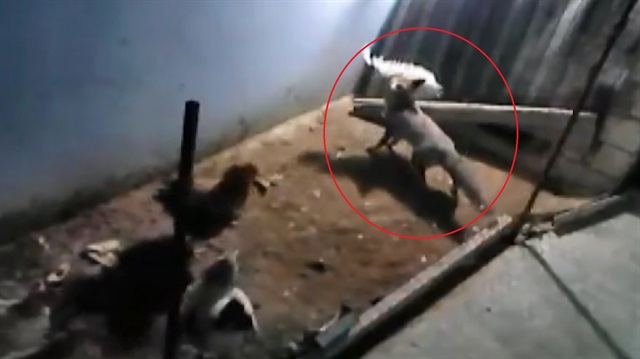 Kurnaz tilkinin izleyenleri kahkahaya boğan hırsızlık anı