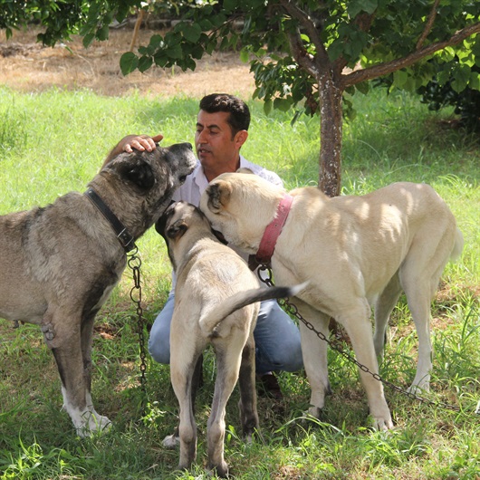 Bu köpeği bulana Antalya’da bir hafta tatil