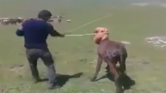 Hayvana işkence eden caninin görüntüleri sosyal medyada büyük tepki çekmişti.