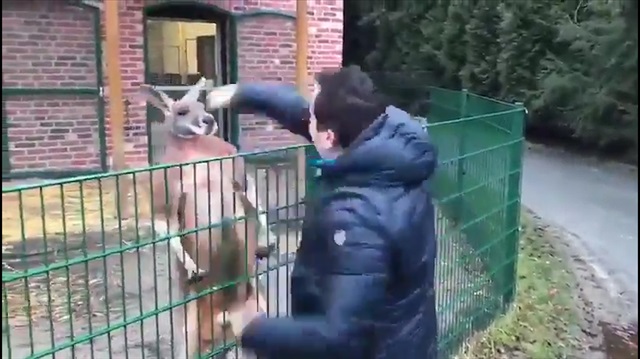 Kangurunun sahte mehdi Tuncer Çiftçi'yle imtihanı kamerada