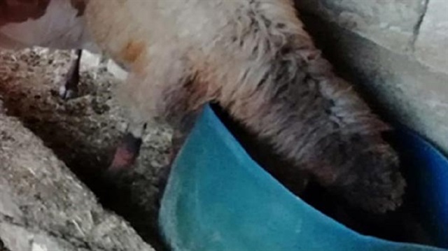 Ahırdaki boğanın koyunun altından yavrusuymuş gibi sütünü içtiği tespit edildi.