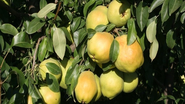 Armudun içerdiği folik asit sebebiyle gebeler ilk 3 ay bol bol yiyebilir.