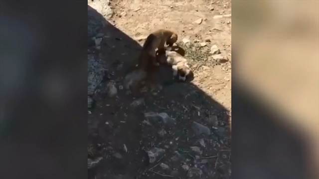 CHPli Menemen Belediyesi için skandal iddia!