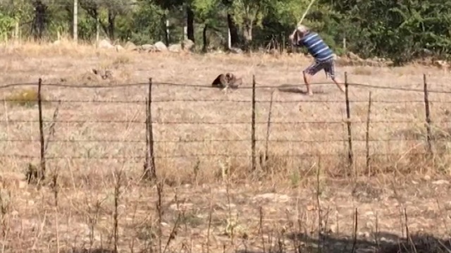 Hayvana şiddet bitmiyor: Kürekle şahin öldüren cani