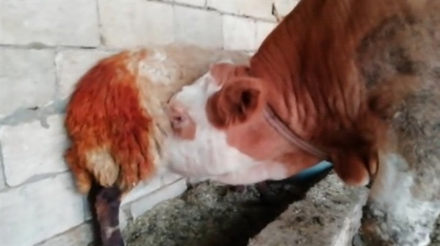 Hırsızı yakaladı ama kızamadı