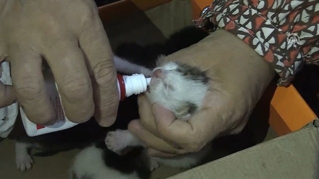 Yatak odalarını doğum yapan kediye terk ettiler