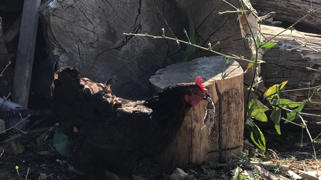 Fare yiyen tavuk şaşırttı