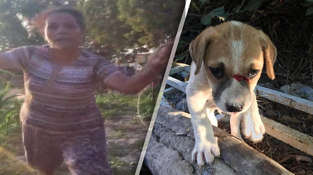 Yavru köpeği odunla döven cani kadın kamerada