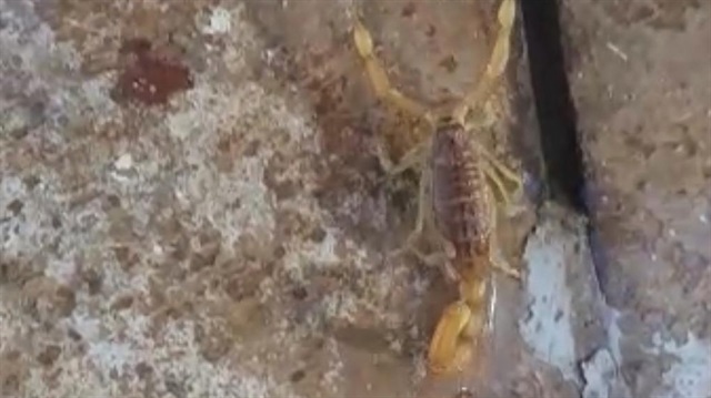 En zehirli akrep türlerinden biri olan Leiurus guinguestriatus.
