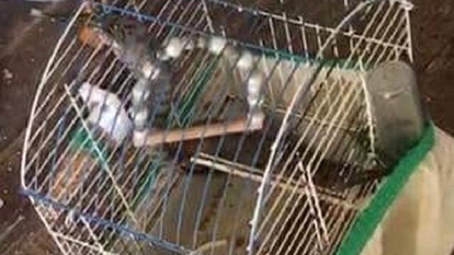 İtfaiye ekipleri, kuşu yiyen yılanı alıp doğaya bıraktı.