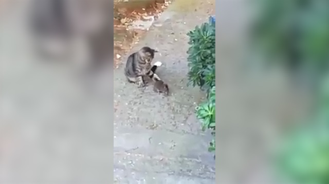 'Tut oğlum' diyerek taktik veren sahibini şaşırtan kedi