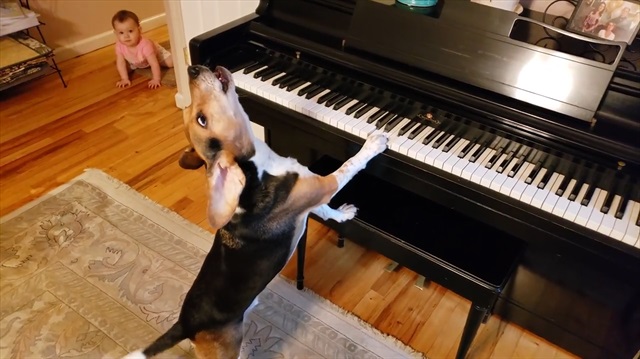 Sevimli minikten piyano çalan köpeğe güldüren müdahale