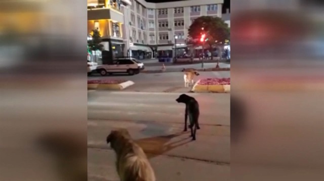 Sokak köpeklerinden trafik kuralları dersi