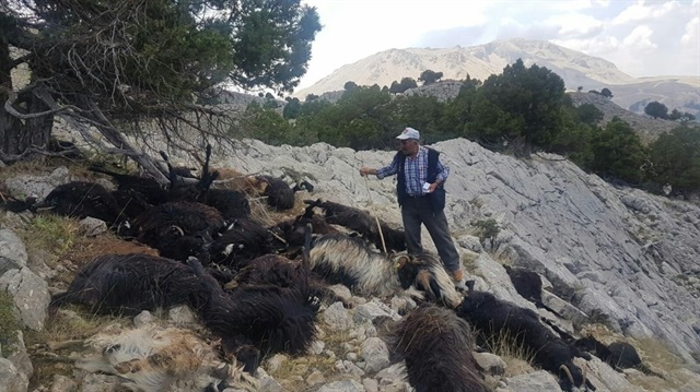 Gıda Tarım ve Hayvancılık İl Müdürlüğü ekipleri bölgeye gelerek incelemelerde bulundu.