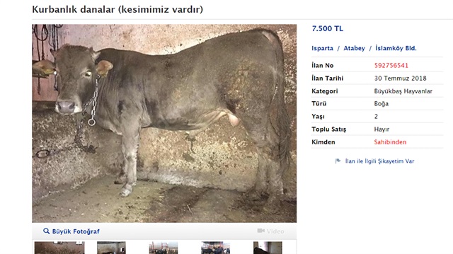 Küçükbaşlar 800 ile 1200 TL arasında, büyükbaşlar ise 8- 15 bin TL'den satışa sunuluyor.